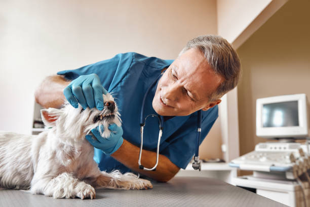 Best Emergency Root Canal Treatment in Streamwood, IL